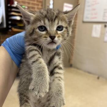Kimi -  Domestic Short Hair Cat for Adoption in Birmingham, Alabama - Kimi | PetCurious