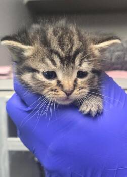 TC brn tab m -  Domestic Short Hair Cat for Adoption in Greencastle, Indiana - TC Brn Tab M | PetCurious