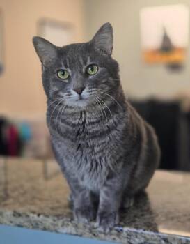 Domestic Short Hair Cats Available for Adoption in Viroqua, Wisconsin - Ricochet | PetCurious