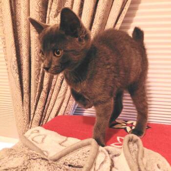 Capri -  Domestic Short Hair Cat for Adoption in East Hanover, New Jersey - Capri | PetCurious