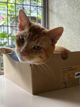 Giles -  Domestic Short Hair Cat for Adoption in Honolulu, Hawaii - Giles | PetCurious