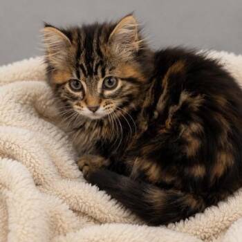 Emma -  Tabby and Domestic Long Hair Cat for Adoption in Andover, Minnesota - Emma | PetCurious