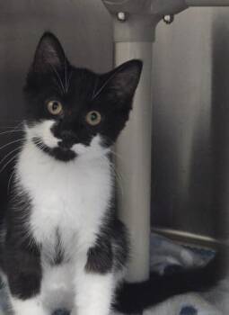 Sable -  Domestic Short Hair Cat for Adoption in Webster, Massachusetts - Sable | PetCurious