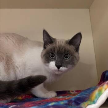 Snowshoe Cats Available for Adoption - Whiskers | PetCurious