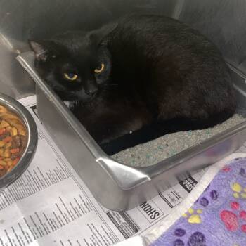 Rescue Domestic Short Hair Cats for Adoption in Clanton, Alabama - Vision | PetCurious