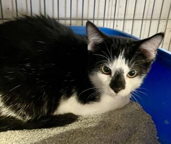 Domestic Short Hair Cats Available for Adoption - Pixel | PetCurious