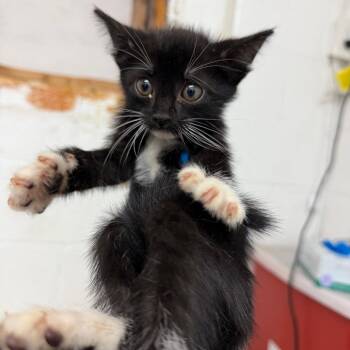 Pinto -  Domestic Short Hair Cat for Adoption in Edinburg, Texas - Pinto | PetCurious