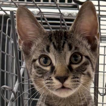 Biscuit -  Domestic Short Hair Cat for Adoption in Las Cruces, New Mexico - Biscuit | PetCurious