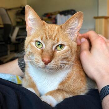 Coco -  Domestic Short Hair Cat for Adoption in Chicago, Illinois - Coco | PetCurious
