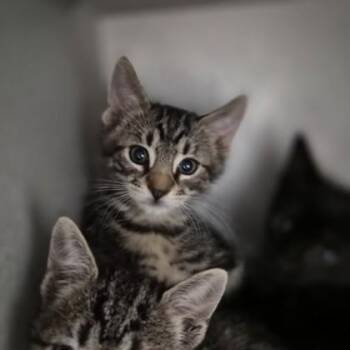 Rowan -  Domestic Short Hair Cat for Adoption in Sacramento, California - Rowan | PetCurious