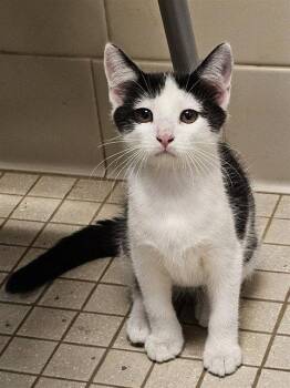 QUINCY -  Domestic Short Hair Cat for Adoption in Clyde, North Carolina - QUINCY | PetCurious