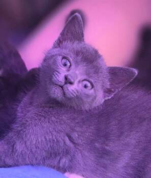 ZOOM -  Domestic Short Hair Cat for Adoption in Canfield, Ohio - ZOOM | PetCurious