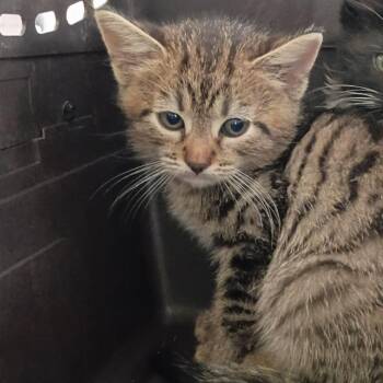 Threehorn -  American Shorthair Cat for Adoption in Lynchburg, Virginia - Threehorn | PetCurious