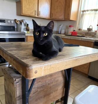 Parker -  Domestic Short Hair Cat for Adoption in Albuquerque, New Mexico - Parker | PetCurious