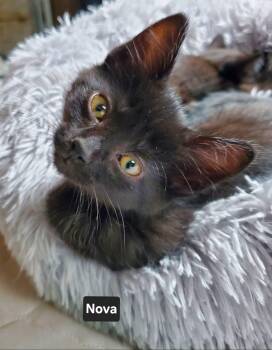 Nova -  Domestic Short Hair Cat for Adoption in Winnipeg, Manitoba - Nova | PetCurious