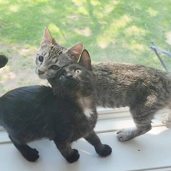 Spike & Gizmo -  Tabby Cat for Adoption in Parkville, Missouri - Spike & Gizmo | PetCurious