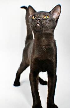 Biscuit -  Somali and Domestic Short Hair Cat for Adoption in Morton Grove, Illinois - Biscuit | PetCurious