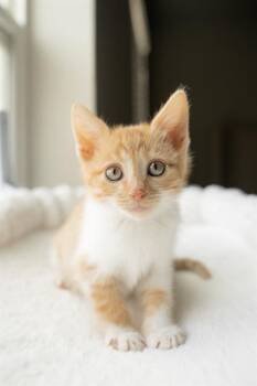 YACHI -  Domestic Short Hair Cat for Adoption in West Valley City, Utah - YACHI | PetCurious