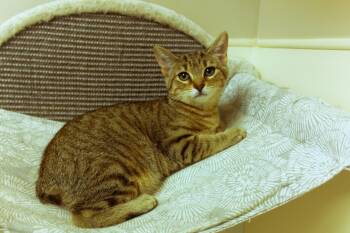 Domestic Short Hair Cats Available for Adoption - Flicker (no Tail) | PetCurious