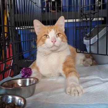 Rescue Domestic Short Hair Cats for Adoption in Hamilton, Ontario - Griffin - An Energetic & Charming Guy! | PetCurious