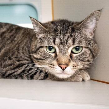 Domestic Short Hair Cats Available for Adoption - Caitlin | PetCurious