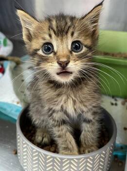 MINEY -  Domestic Short Hair Cat for Adoption in Sugar Land, Texas - MINEY | PetCurious