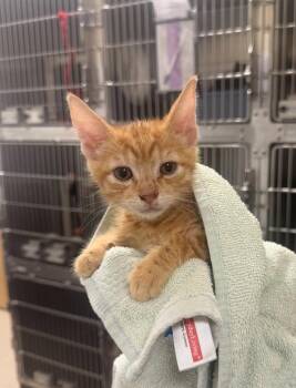 Scurfy Twiglet -  Domestic Short Hair Cat for Adoption in Vancouver, Washington - Scurfy Twiglet | PetCurious