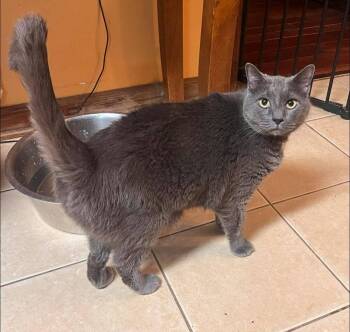 Doss -  Domestic Short Hair Cat Available for Adoption in Acworth, Georgia - Doss | PetCurious