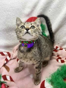 Rescue Tabby Cats for Adoption in Tavares, Florida - Boppity | PetCurious