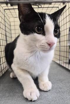 BIRKIN -  Domestic Short Hair Cat for Adoption in Fort Myers, Florida - BIRKIN | PetCurious