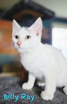 Rescue Domestic Short Hair Cats for Adoption in Adrian, Michigan - Billy Ray | PetCurious
