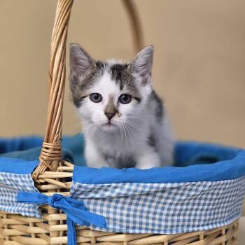 Rescue Domestic Short Hair Cats for Adoption in Park Rapids, Minnesota - Plumbago | PetCurious