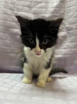 Rescue Domestic Long Hair and Domestic Short Hair Cats for Adoption in Columbia, South Carolina - Christian | PetCurious