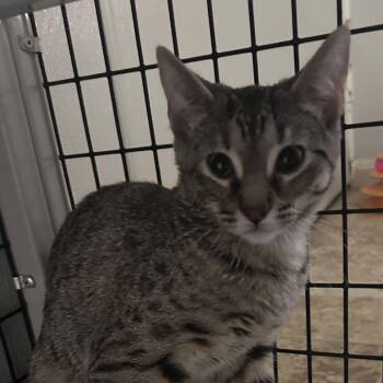 Domestic Short Hair Cats Available for Adoption - Sheba | PetCurious