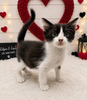 Butterscotch -  Domestic Short Hair Cat for Adoption in Corpus Christi, Texas - Butterscotch | PetCurious