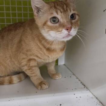 Domestic Short Hair Cats Available for Adoption in Volcano, Hawaii - Billy  AFAH-Stray-12941 | PetCurious