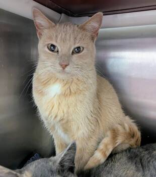 Rescue Domestic Short Hair Cats for Adoption in Springfield, Illinois - Allosaurus | PetCurious