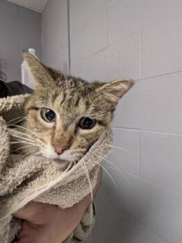 Hooligan -  Domestic Short Hair Cat for Adoption in Cincinnati, Ohio - Hooligan | PetCurious