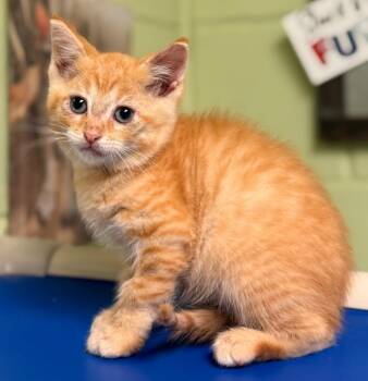 Benz -  Domestic Short Hair Cat for Adoption in Defiance, Ohio - Benz | PetCurious