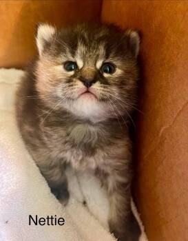 Nettie -  Domestic Short Hair Cat for Adoption in Dorr, Michigan - Nettie | PetCurious