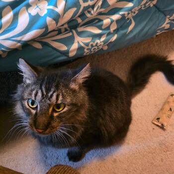 Domestic Long Hair Cats Available for Adoption - Dumpling | PetCurious