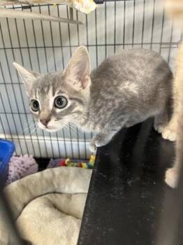 Pudding -  Domestic Short Hair Cat for Adoption in Baton Rouge, Louisiana - Pudding | PetCurious