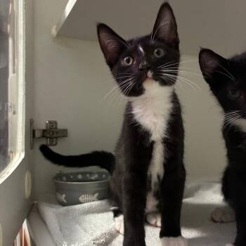 Slope Intercept -  Domestic Short Hair Cat for Adoption in NEW PT RICHEY, Florida - Slope Intercept | PetCurious