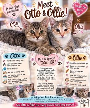 Otto -  Domestic Short Hair Cat for Adoption in Alafaya, Florida - Otto | PetCurious
