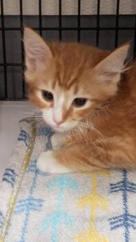 Pebble -  Domestic Medium Hair Cat for Adoption in Trenton, New Jersey - Pebble | PetCurious