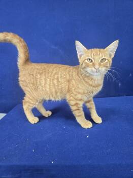 Rescue Domestic Short Hair Cats for Adoption in Ruston, Louisiana - Copperhead | PetCurious