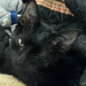 Terrance -  Domestic Short Hair Cat for Adoption in Milton, Florida - Terrance | PetCurious