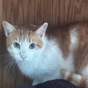 Benji -  Domestic Short Hair Cat for Adoption in Bentonville, Arkansas - Benji | PetCurious