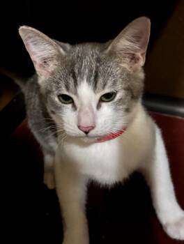 Beckett -  Domestic Short Hair Cat for Adoption in Phoenix, Arizona - Beckett | PetCurious
