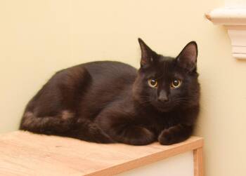 James Alden -  Bombay and Domestic Medium Hair Cat for Adoption in Hockessin, Delaware - James Alden | PetCurious